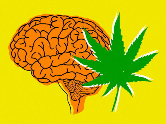 CANNABIS EDIBLES AND THEIR IMPACT ON YOUR BRAIN!