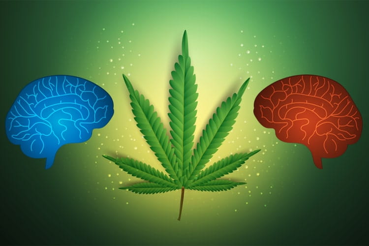 CANNABIS EDIBLES AND THEIR IMPACT ON YOUR BRAIN!